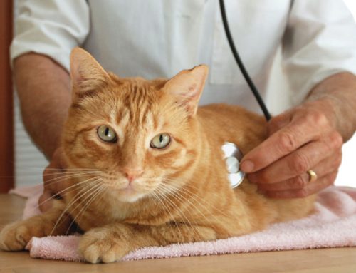 Stress Free Cat Veterinary Visits